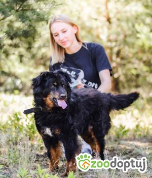 Do adopcji Radom