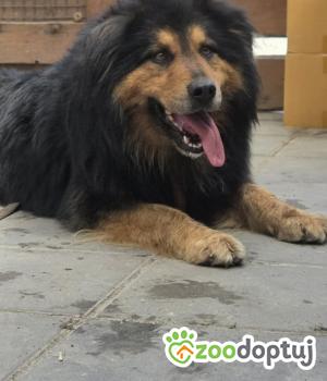 Do adopcji Zgierz
