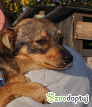 Do adopcji Nowy Dwór Mazowiecki