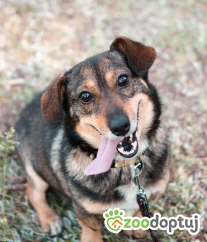 Do adopcji Sompolno