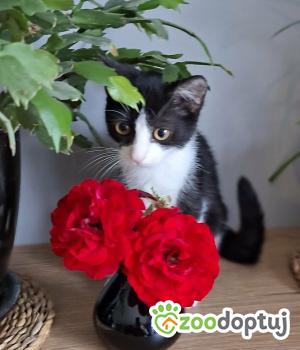 Do adopcji Myślenice