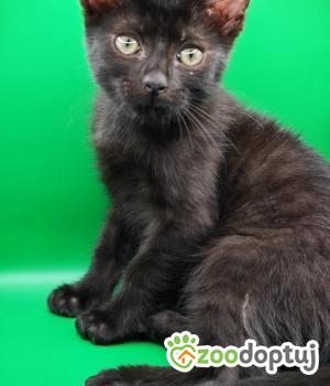 Do adopcji Zgierz