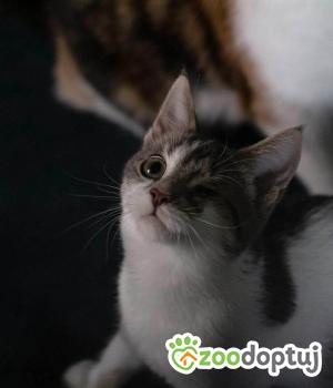 Do adopcji Warszawa