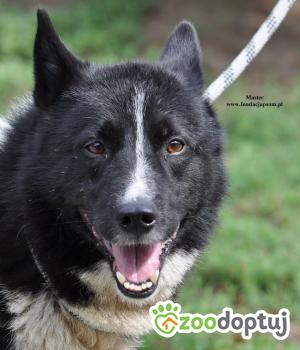 Do adopcji Nowy Dwór Mazowiecki