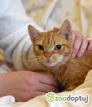 Do adopcji Toruń