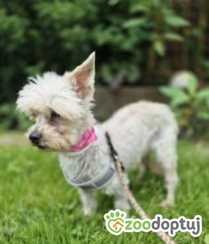 Do adopcji Sochaczew