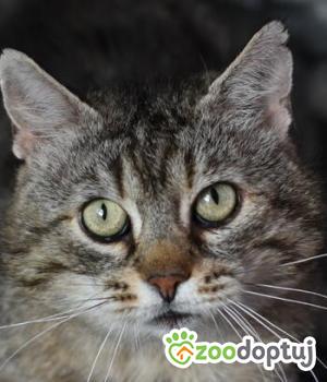 Do adopcji Toruń