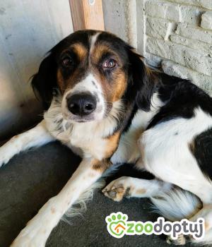 Do adopcji Łódź