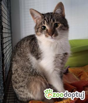 Do adopcji Cieszyn