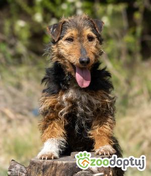 Do adopcji Sompolno