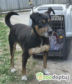 Do adopcji Zgierz