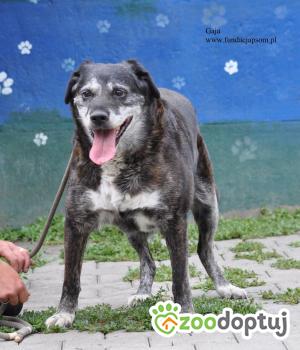 Do adopcji Nowy Dwór Mazowiecki