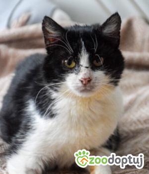 Do adopcji Poznań