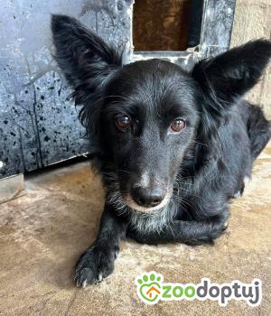 Do adopcji Zgierz