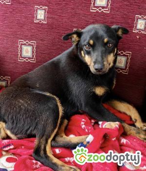 Do adopcji Zgierz