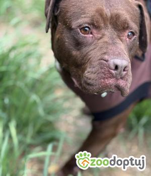 Do adopcji Zgierz