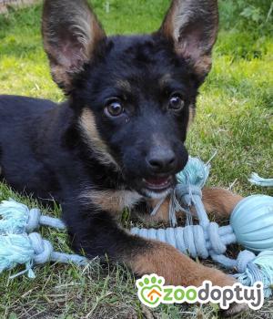 Do adopcji Warszawa