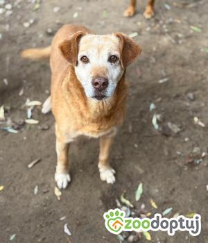 Do adopcji Olsztyn