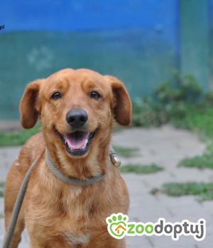 Do adopcji Nowy Dwór Mazowiecki