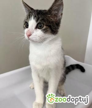 Do adopcji Warszawa