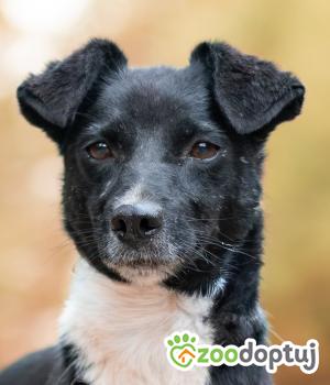 Do adopcji Warszawa