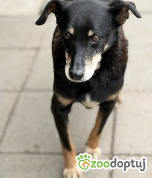 Do adopcji Warszawa