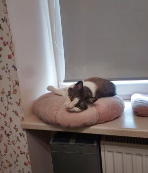 Do adopcji Łódź
