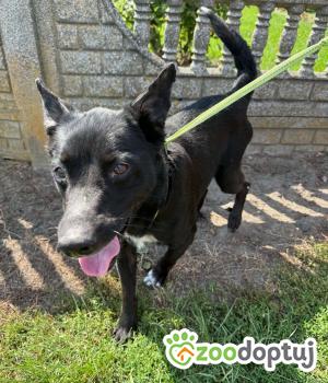 Do adopcji Zgierz