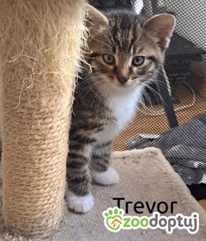 Do adopcji Cieszyn