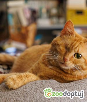 Do adopcji Wrocław
