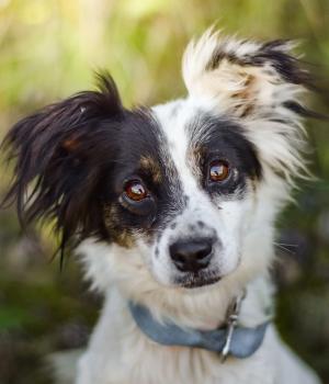 Do adopcji Radom