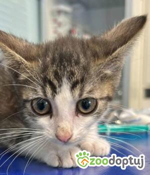 Do adopcji Zgierz