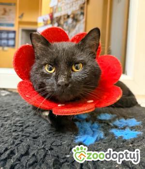 Do adopcji Cieszyn