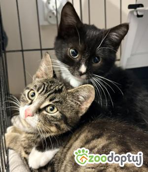 Do adopcji Kartuzy