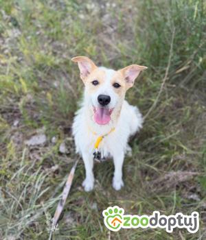Do adopcji Warszawa
