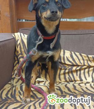 Do adopcji Zgierz
