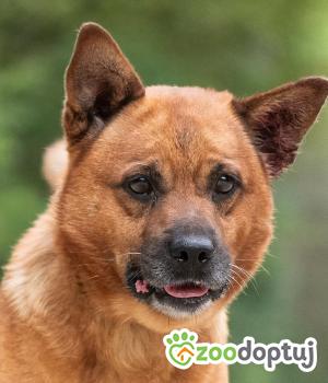 Do adopcji Warszawa