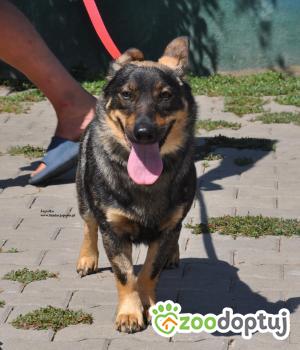 Do adopcji Nowy Dwór Mazowiecki