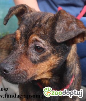 Do adopcji Nowy Dwór Mazowiecki