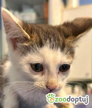 Do adopcji Zgierz