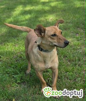 Do adopcji Zgierz