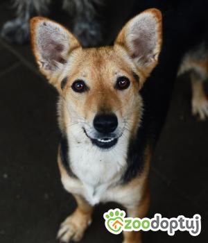 Do adopcji Warszawa