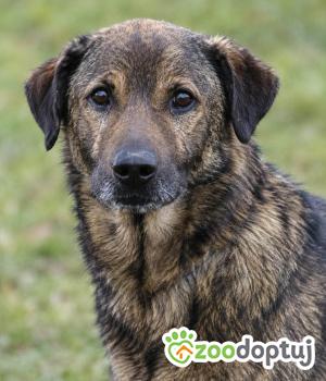 Do adopcji Głogów