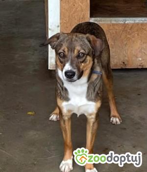 Do adopcji Zgierz