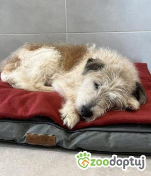 Do adopcji Stalowa Wola