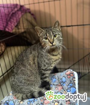 Do adopcji Głowno