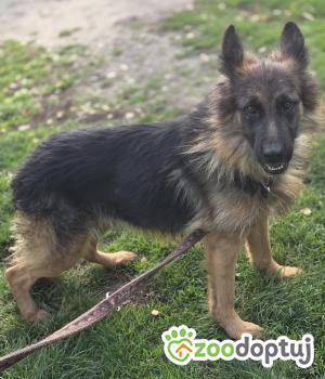 Do adopcji Zgierz