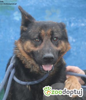 Do adopcji Nowy Dwór Mazowiecki