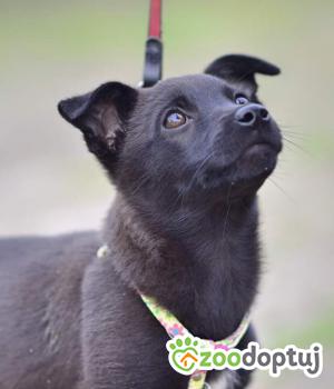 Do adopcji Warszawa