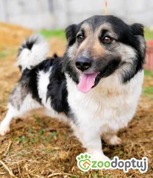 Do adopcji Łódź